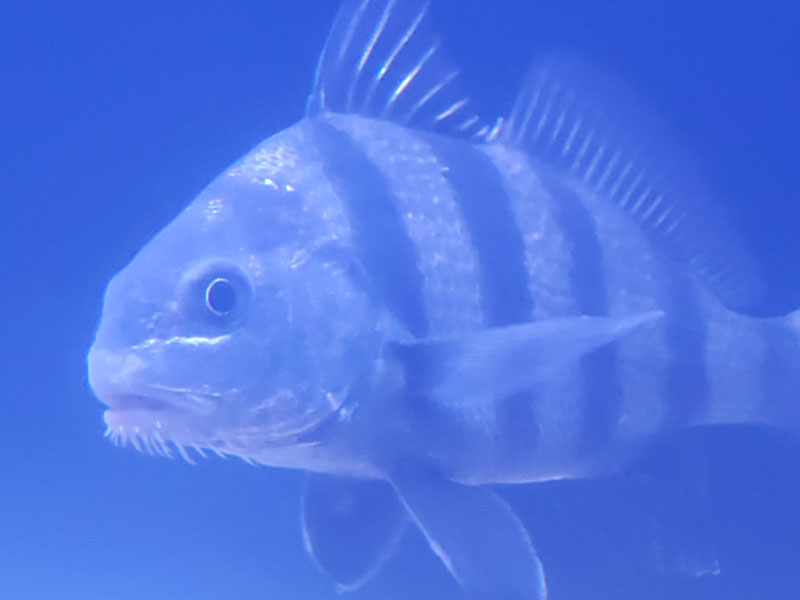 black drum in the pocomoke sound