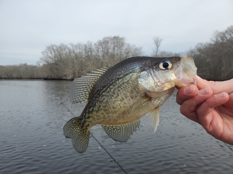 crappie in the pocomoke