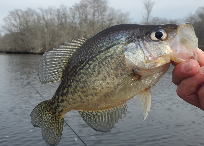 pocomoke river crappie fishing