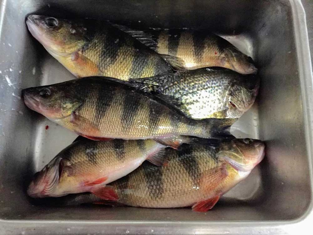 yellow perch in pockomoke river