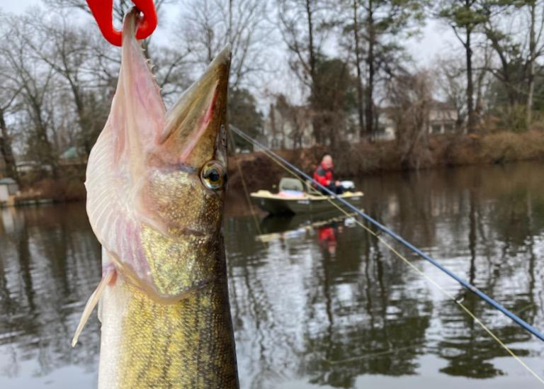 fishing in a millpond for pickerel