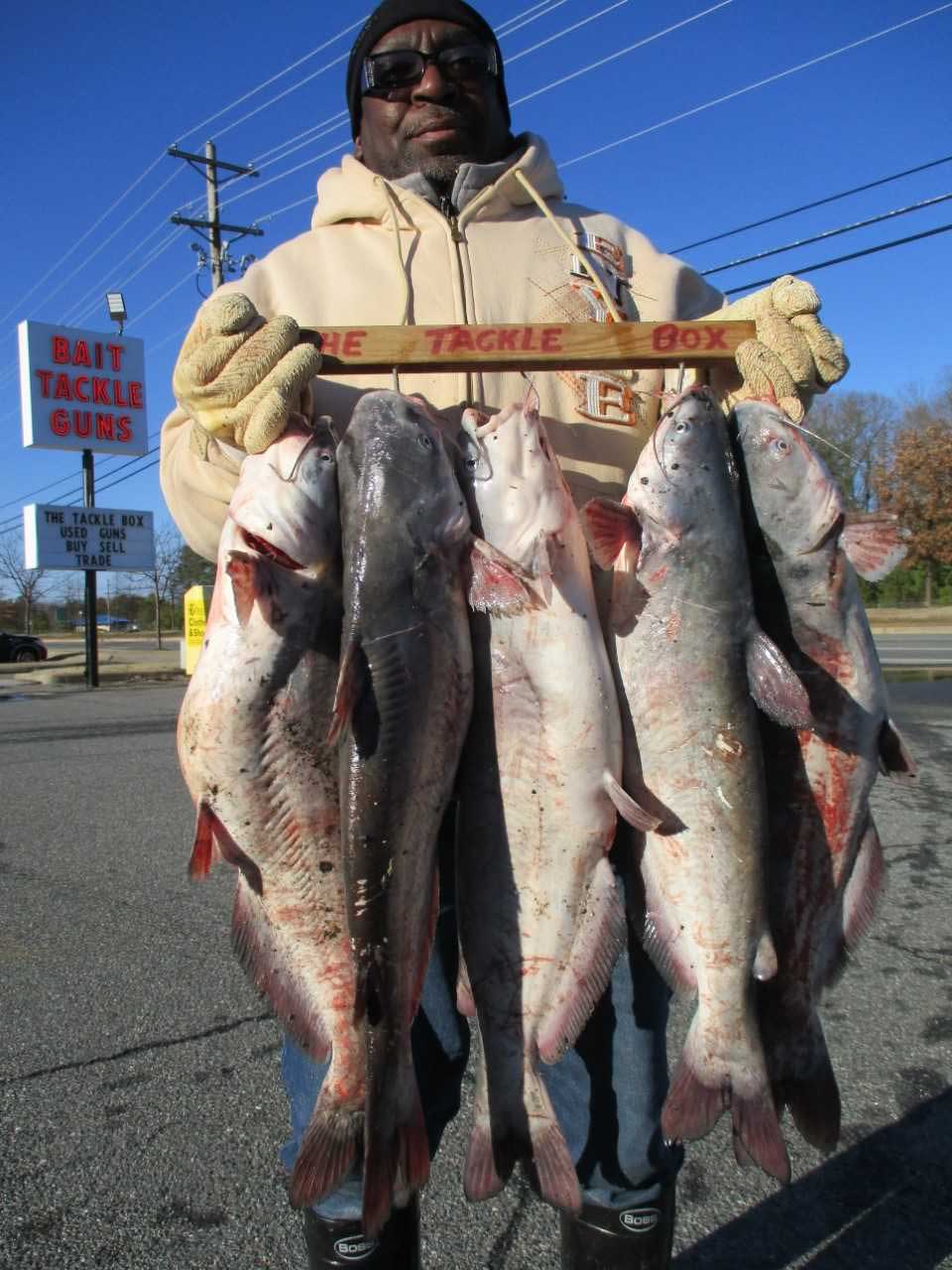 channel catfish 