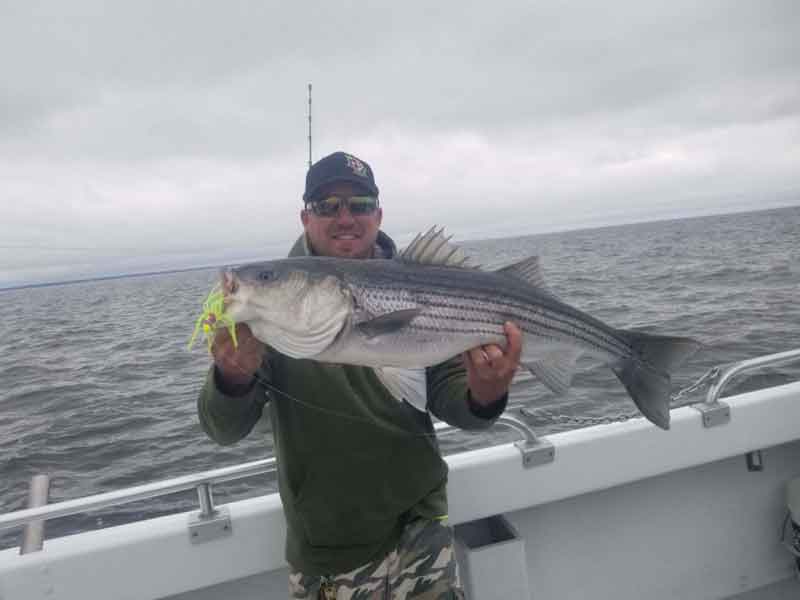 striped bass caught trolling