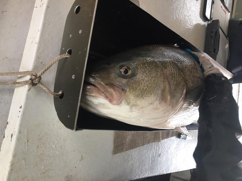 measuring a striped bass