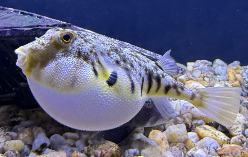 northern puffer