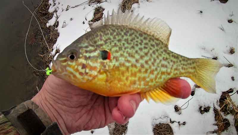 pumpkinseed caught winter fishing