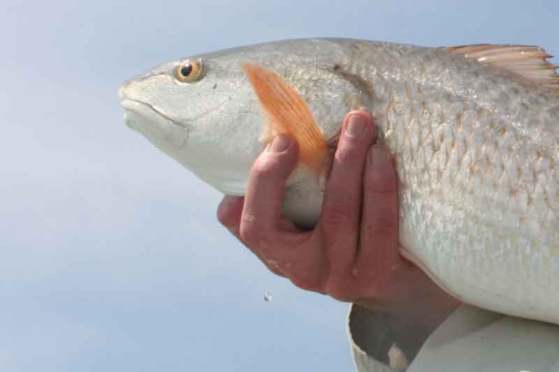 puppy drum caught by an angler