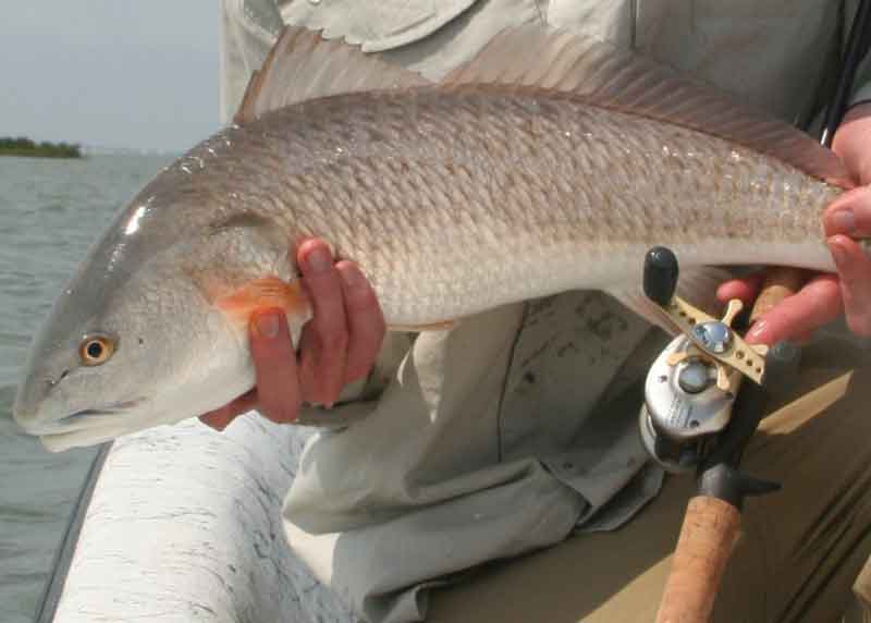 puppy red drum