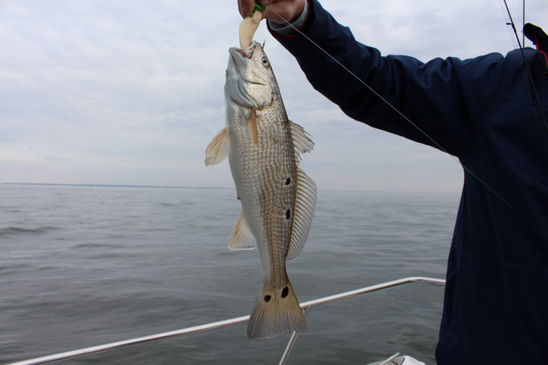 puppy drum in virginia chesapeake