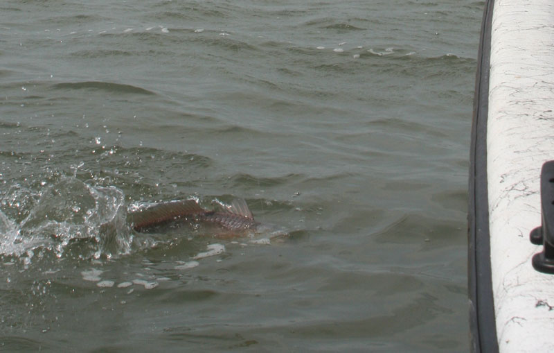 red drum fish