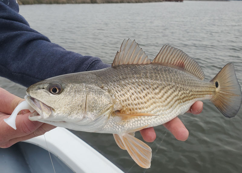 puppy drum biting jigs