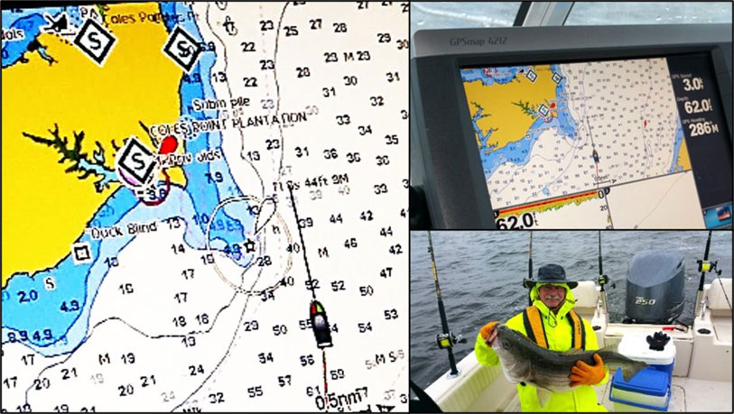 striped bass fishing the northern neck of virginia