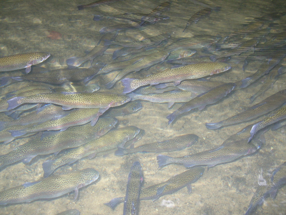 Susquehanna River, Flats, and Near-By Fishing