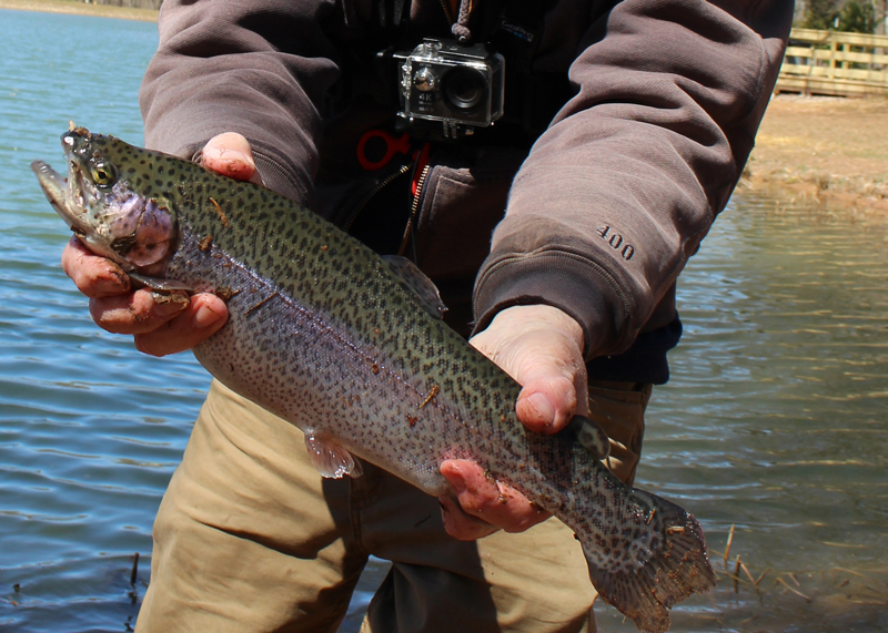 rainbow trout float n fly fishing