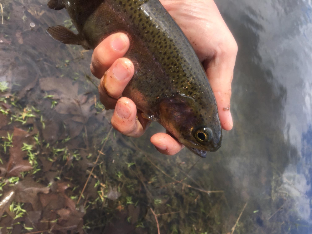 stocked rainbow trout