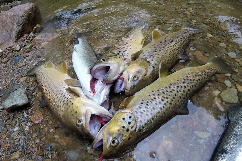 rainbow trout on a stringer