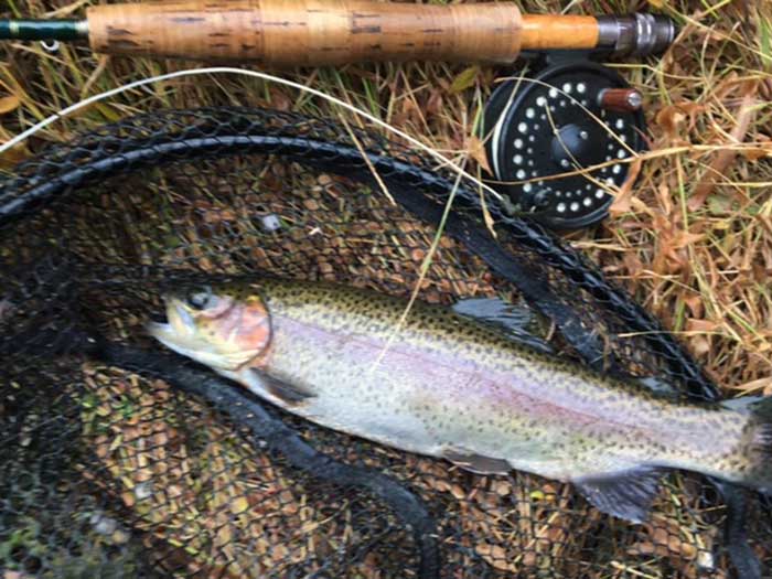 rainbow trout fly fishing