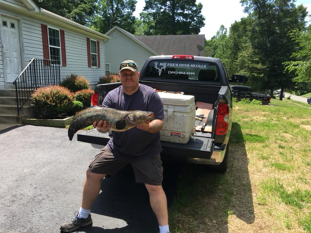 the new maryland record snakehead
