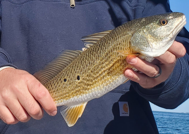 small redfish