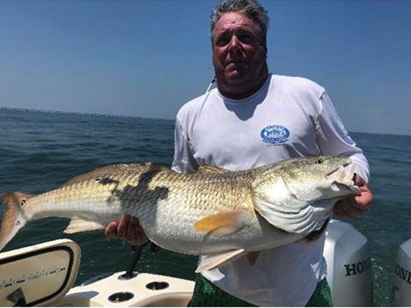 big red drum caught in mouth of chesapeake