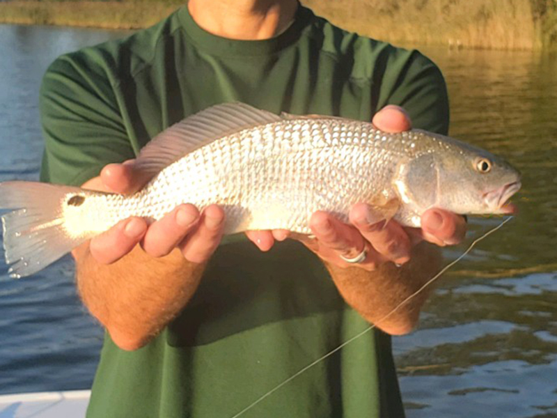 mini redfish