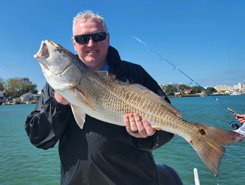 south chesapeake puppy drum