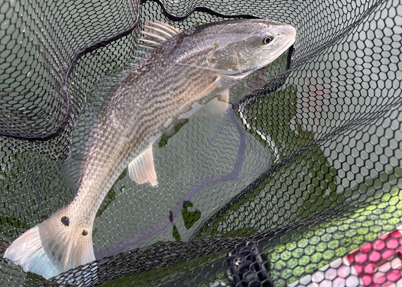 red drum in net