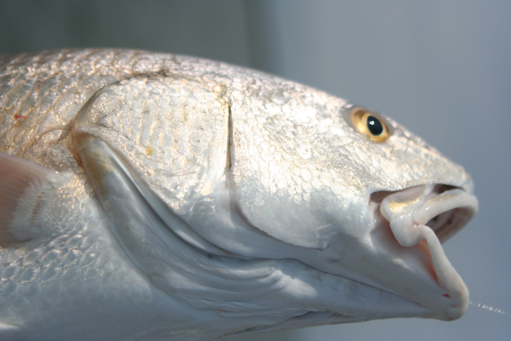 redfish caught in chesapeake bay