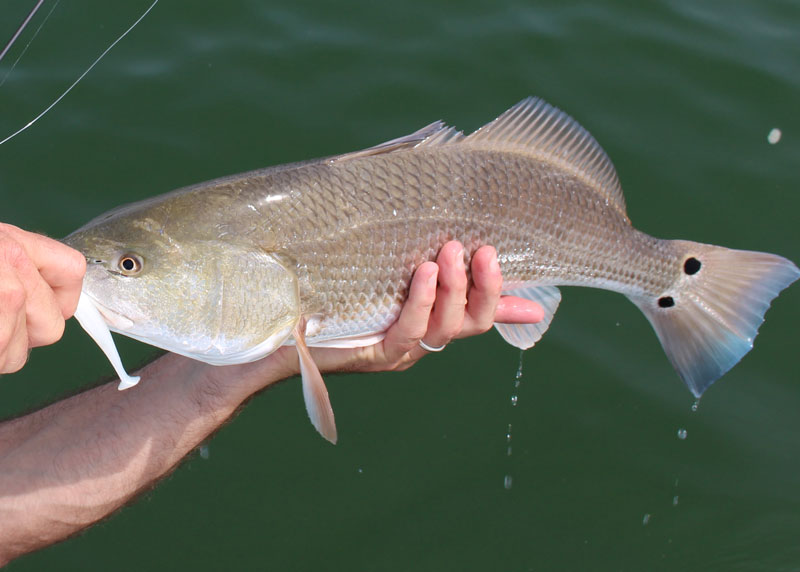 redfish in hand