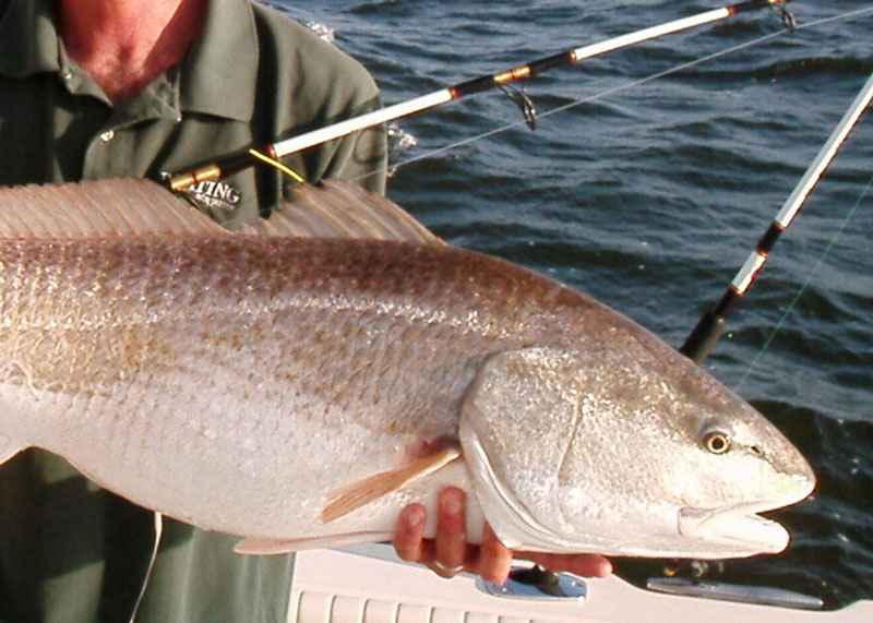 fishing for redfish