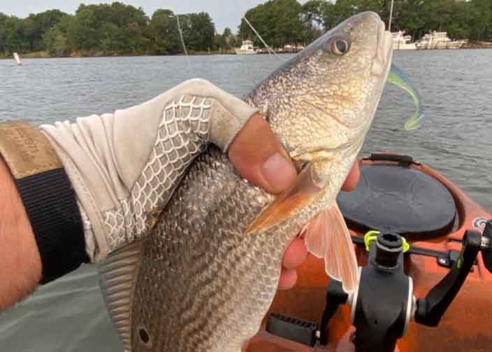 redfish on a fishing kayak