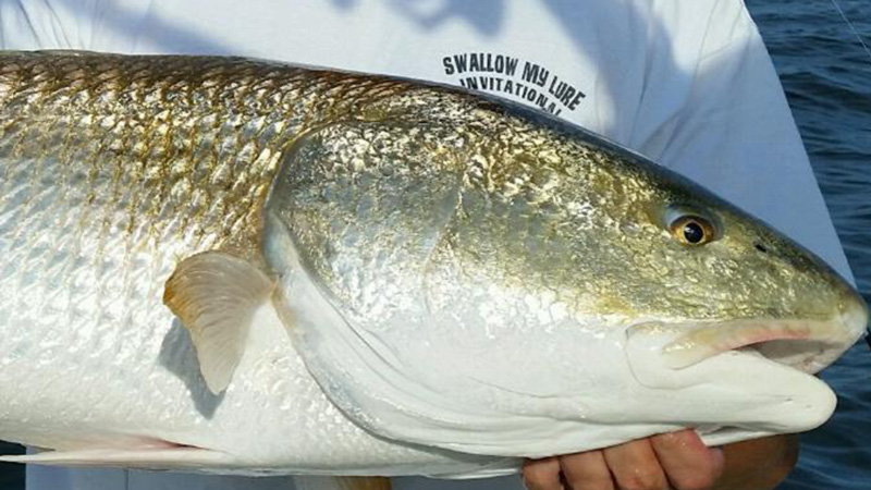 redfish in chesapeake