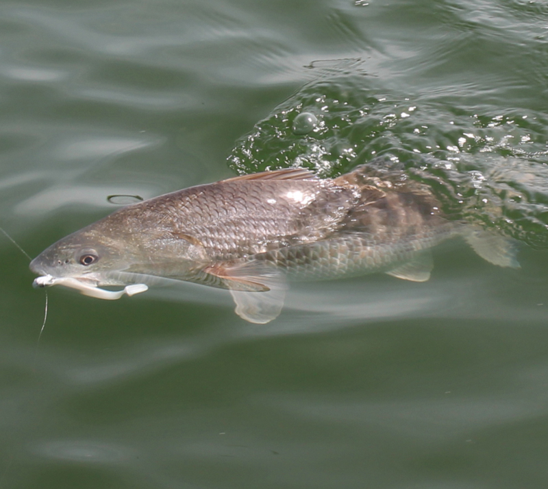 redfish ate a white jig