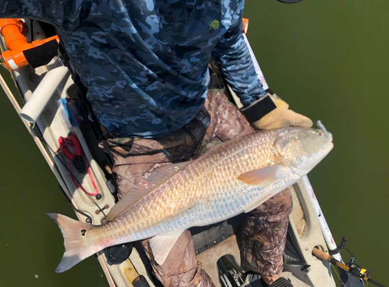 redfish caught in chesapeake bay