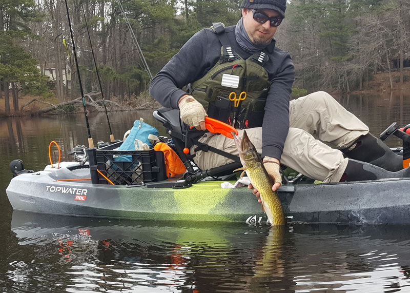 catching and releasing a pickerel