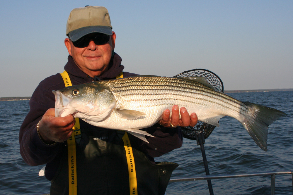 catch and release striper