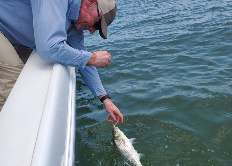 catching and releasing striped bass