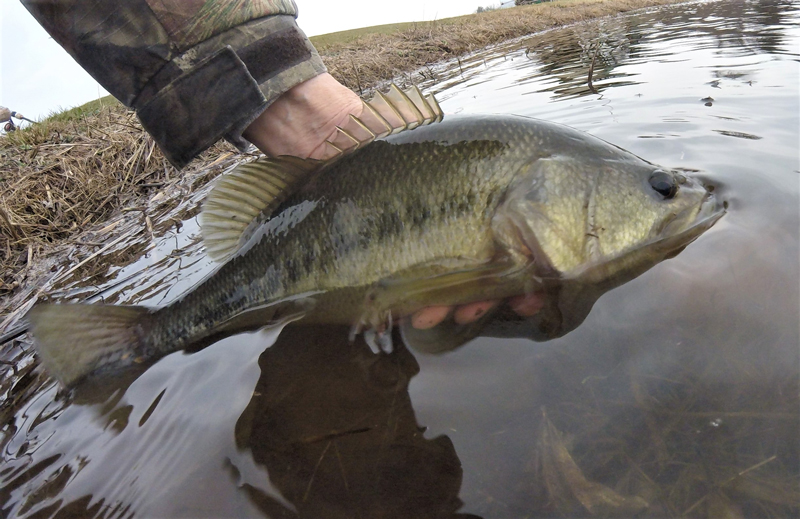 releasing a largemouth bass