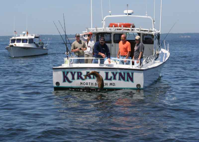 releasing a black drum