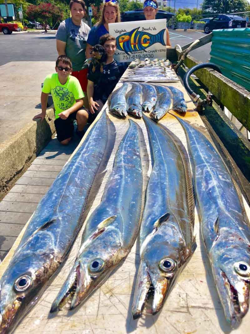 a bunch of ribbonfish