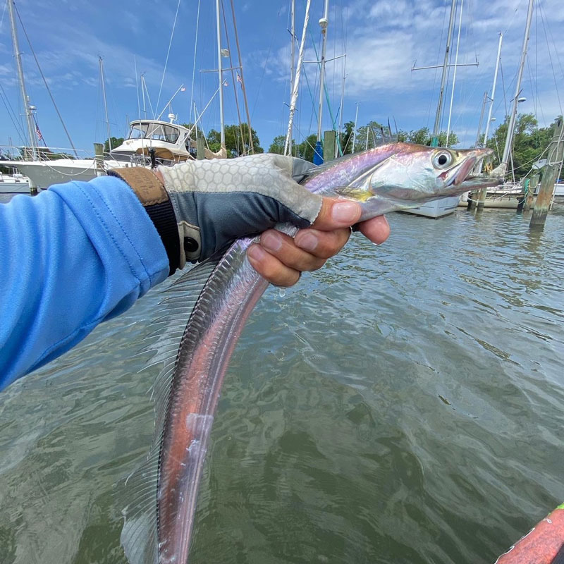 ribbonfish fishing