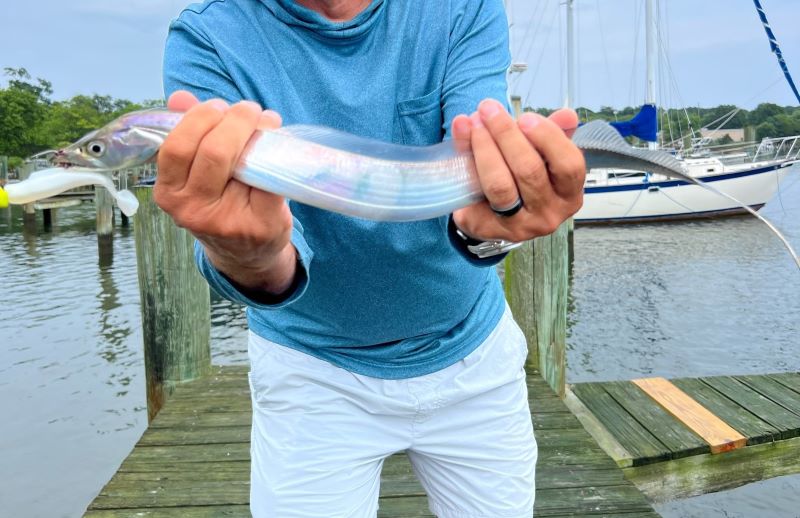 ribbonfish caught in the chesapeake bay
