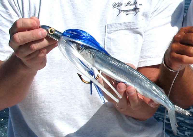 blue and white iland lure ready for trolling