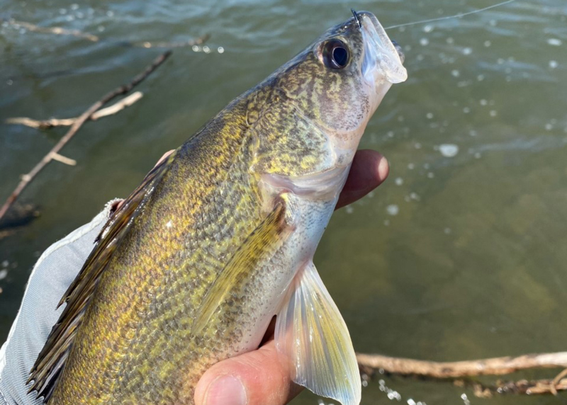 walleye in the potomac river