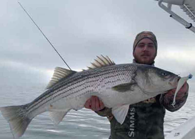 angler catch and release a big rock fish