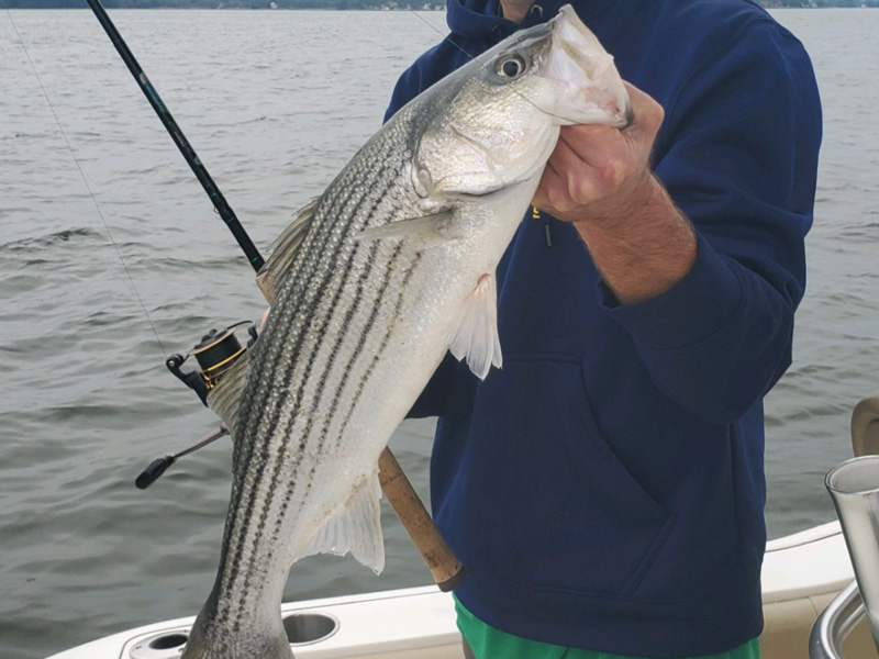 fishing for rock fish