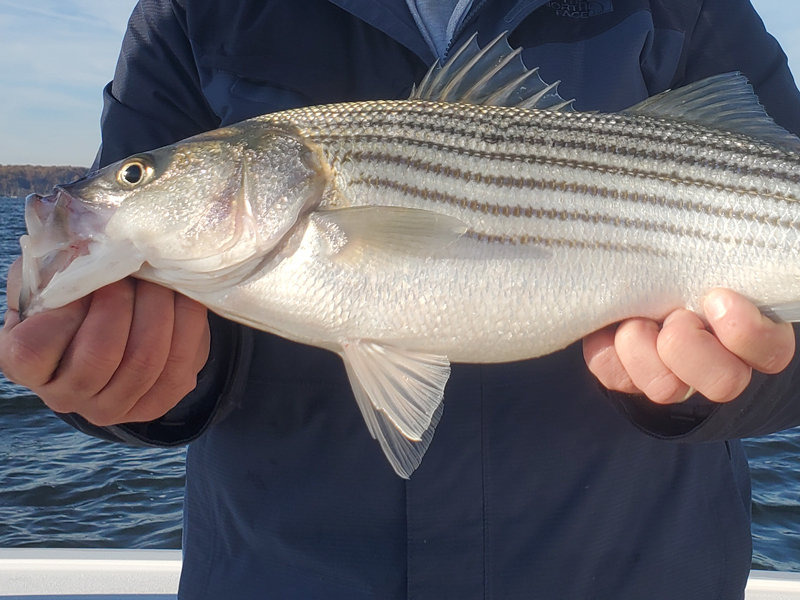 fat little rockfish