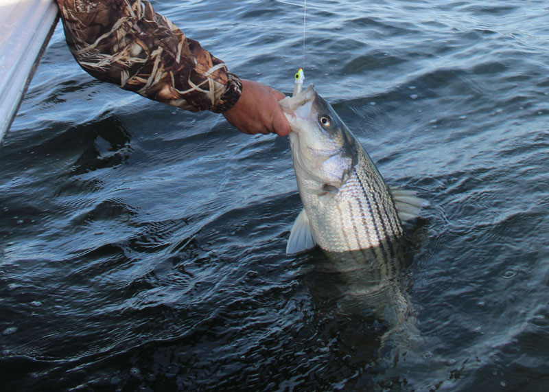 rockfish on a jig