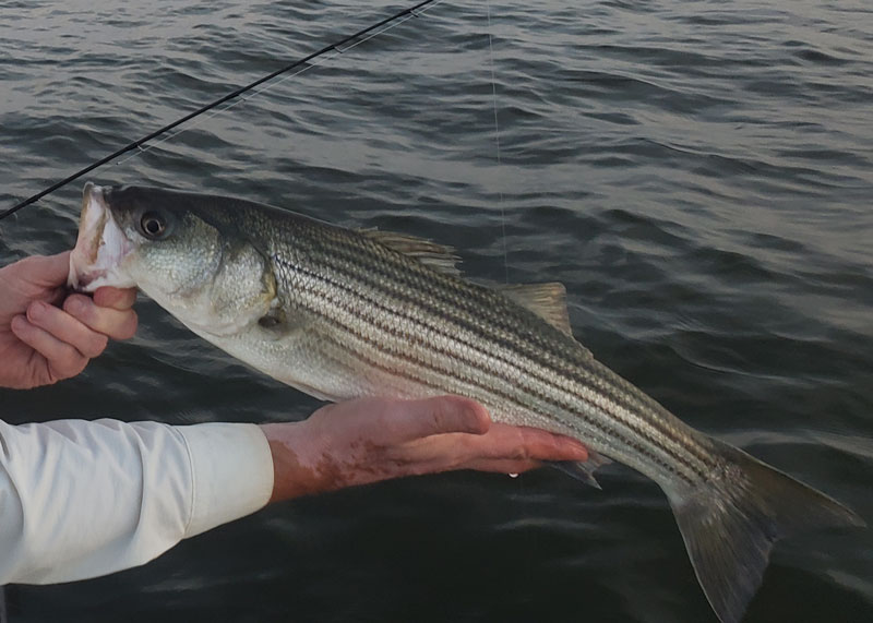 rockfish in the Bay