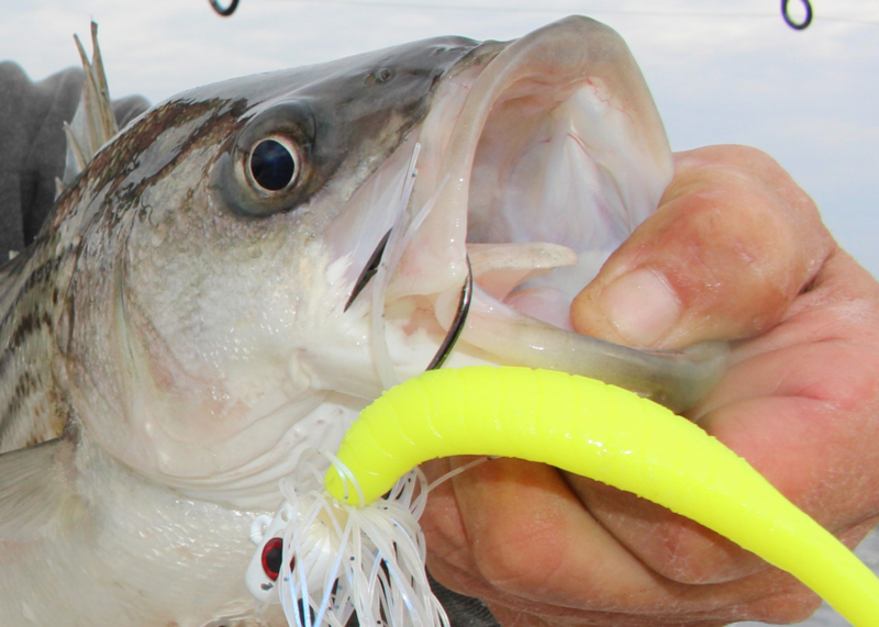 Fishing for Beginners: How To Jig Soft Plastic for Rockfish (Striped Bass)